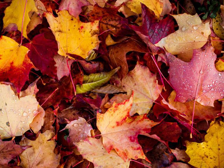 ¿Estás listo para el otoño?: así puede afectar el cambio de estación en nuestro ánimo y sueño
