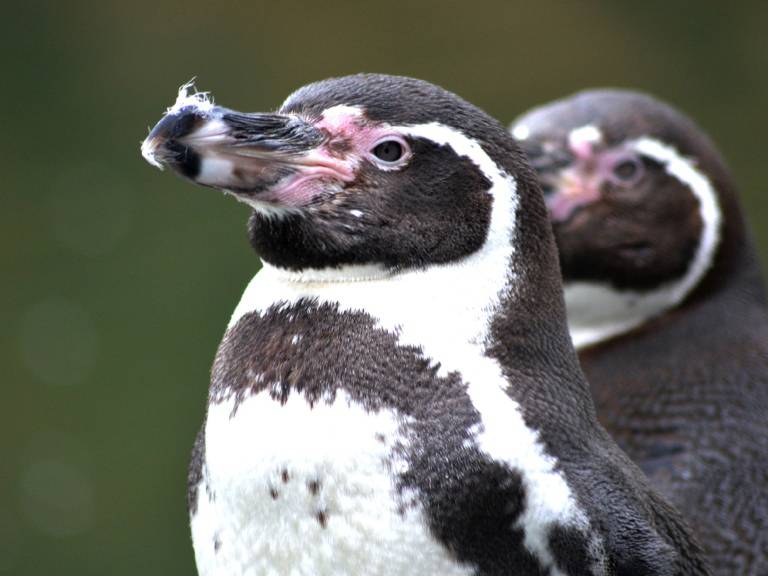 Alertan muerte masiva de pingüinos de Humboldt por gripe aviar