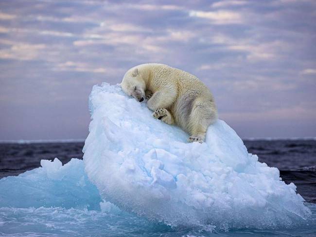 The Heartbreaking Photo Of A Polar Bear Has Won An Important Award