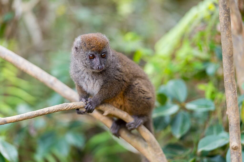 Lemur cariancho
