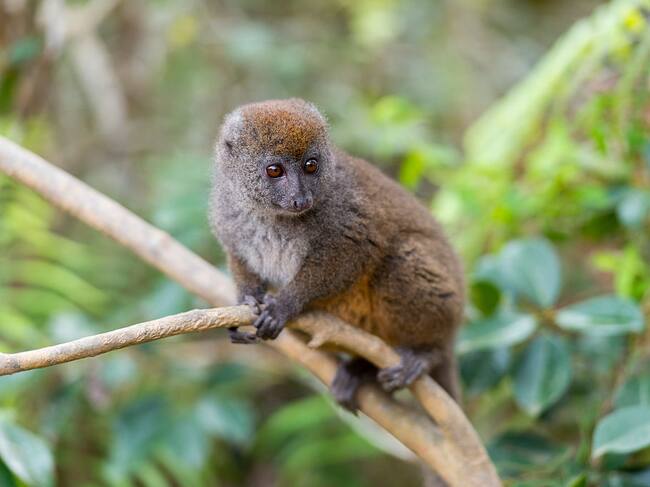 Lemur cariancho