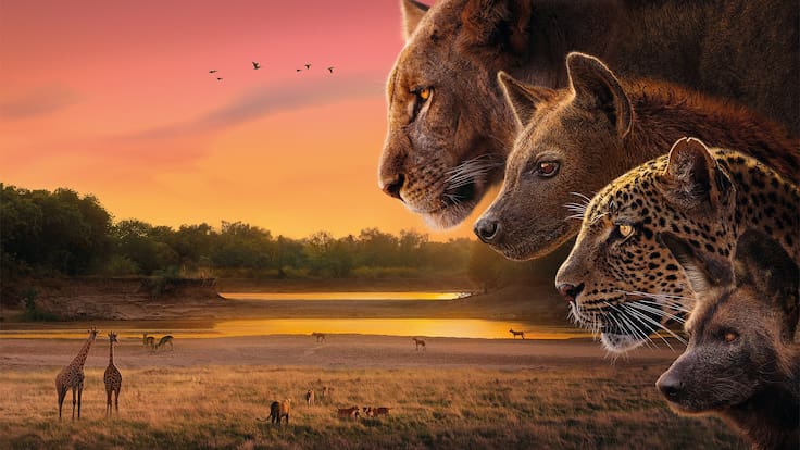 “La naturaleza escribe los mejores guiones”: el secreto detrás de la serie “Reino de la Sabana”