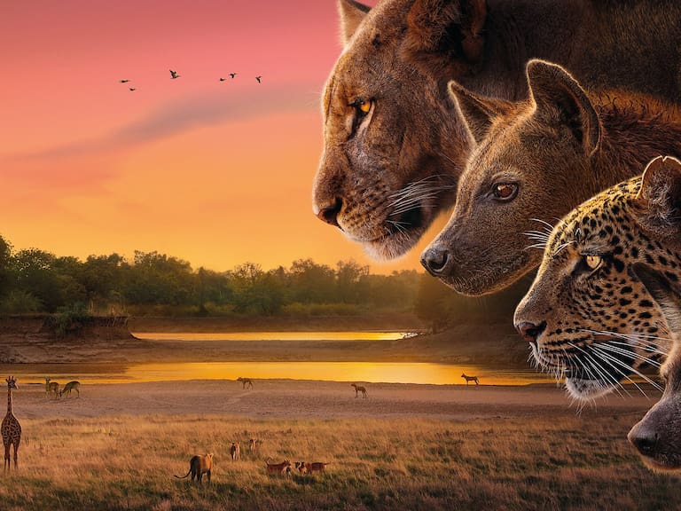 “La naturaleza escribe los mejores guiones”: el secreto detrás de la serie “Reino de la Sabana”