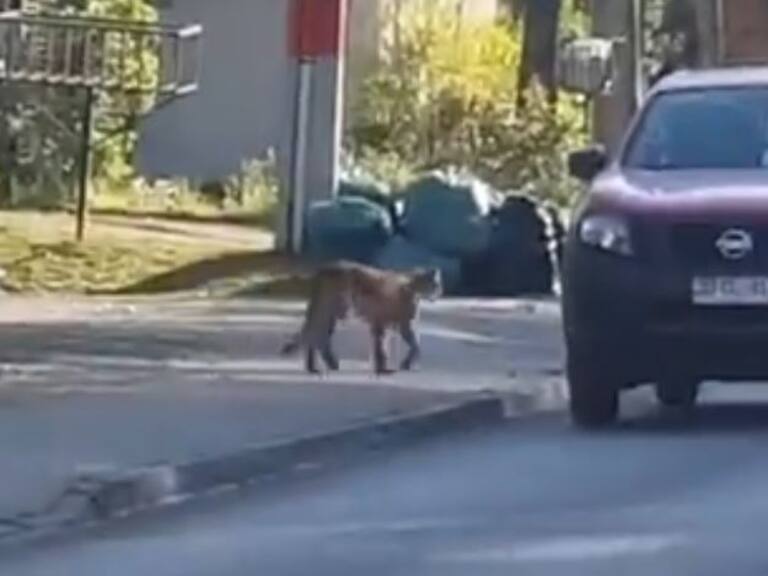Dos pumas fueron avistados en Las Condes: uno de los felinos ya fue capturado