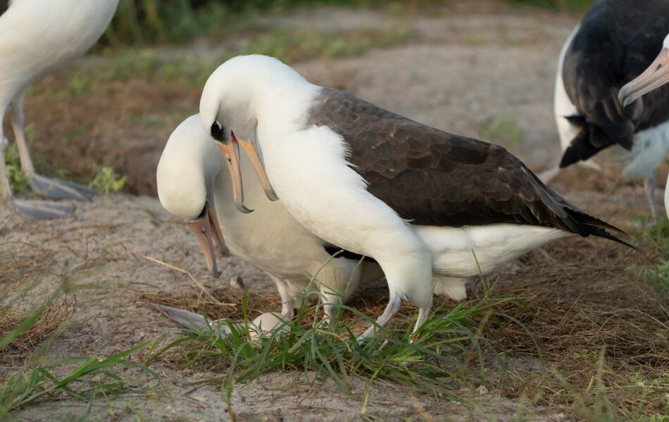 X @USFWSPacífico
