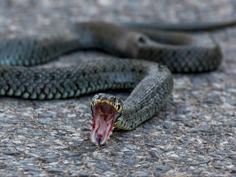 Joven tailandés fue mordido en el pene por una serpiente mientras veía videos en el baño