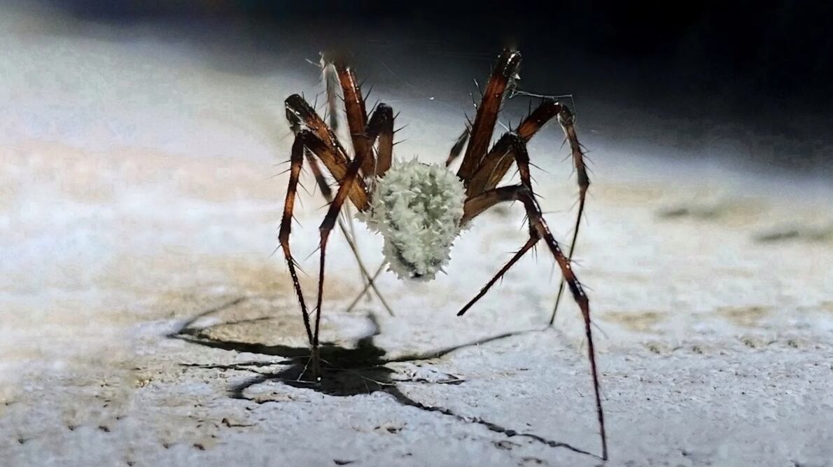 Araña zombi