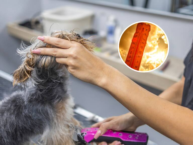 Estos son los desconocidos motivos por los que no debes rapar a tu perro en verano, según expertos