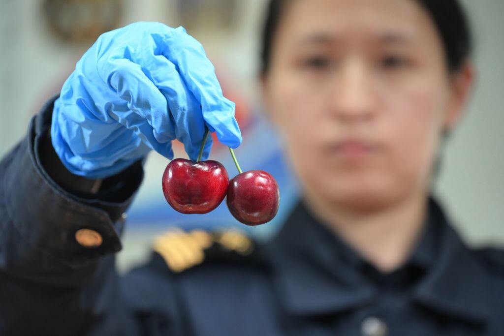 Crisis de la cerezas chilenas en China: ¿Qué pasó con el producto estrella?