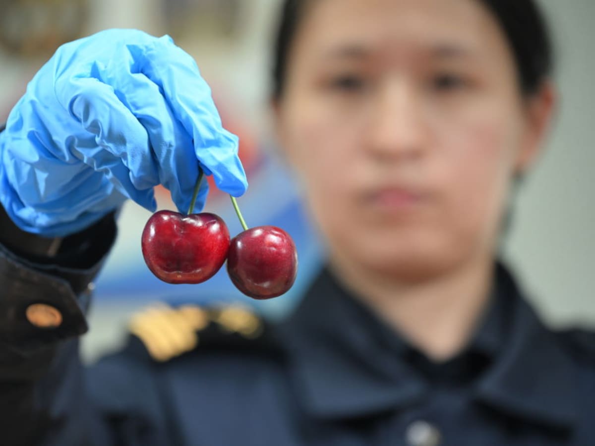 Crisis de las cerezas chilenas en China: bajas entre un 30% y un 60% de su precio
