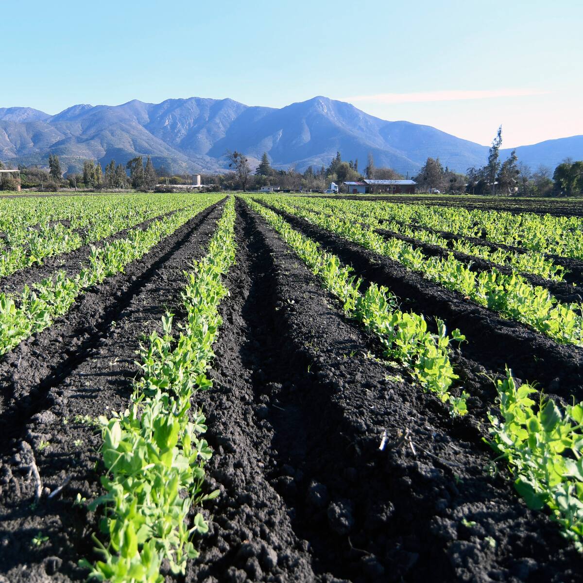La guerra en Irán afecta a los alimentos y sus precios en el mundo: lo que preocupa al sector agrícola en Chile