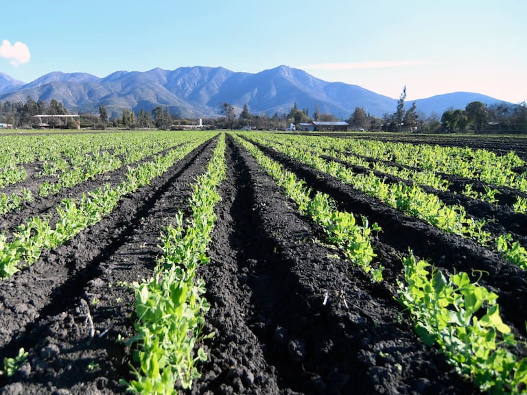 La guerra en Irán afecta a los alimentos y sus precios en el mundo: lo que preocupa al sector agrícola en Chile