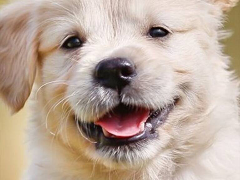 Netflix anunció fecha de su nueva serie documental «Dogs»