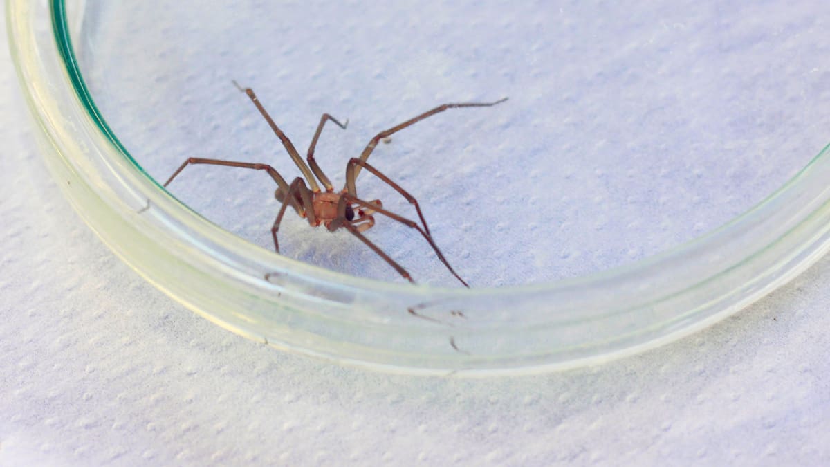 Alerta en Coquimbo: una persona murió y otra permanece grave tras mordeduras de araña de rincón