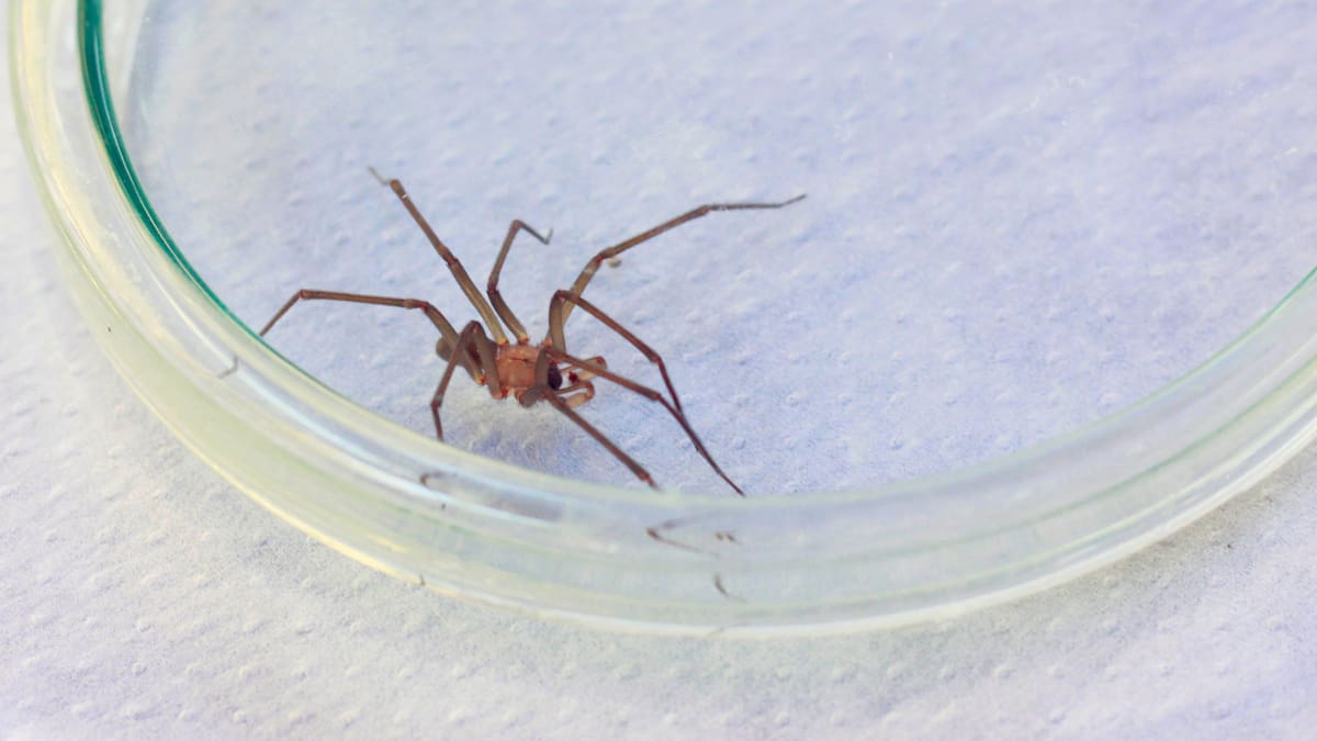 Araña de rincón en Chile: cómo reconocerla, dónde se esconde y qué hacer ante una mordedura