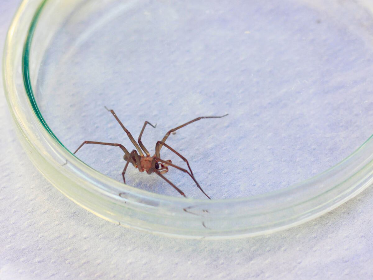 Araña de rincón en Chile: cómo reconocerla, dónde se esconde y qué hacer ante una mordedura