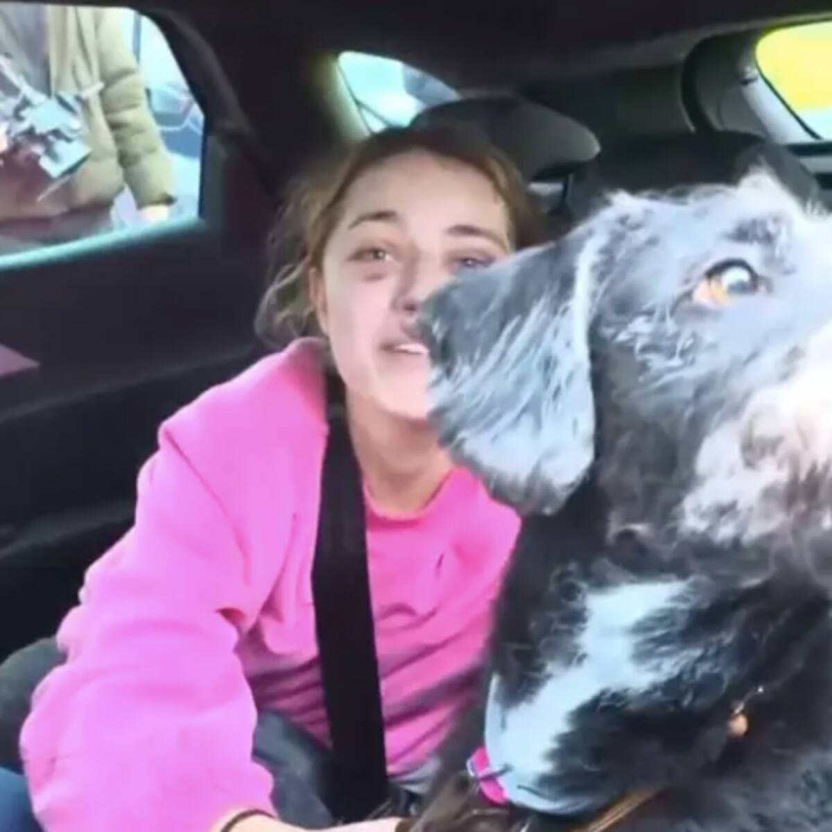 Hallan con vida a Boro, el perro que sobrevivió al mortal choque de trenes en España