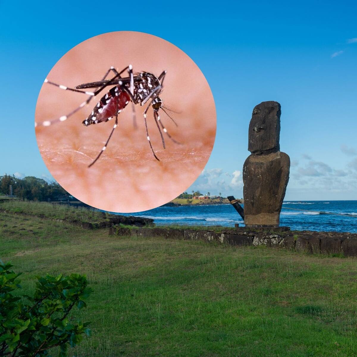 Confirman primer caso de dengue autóctono en Rapa Nui: estos son los síntomas y así puedes prevenir contagios