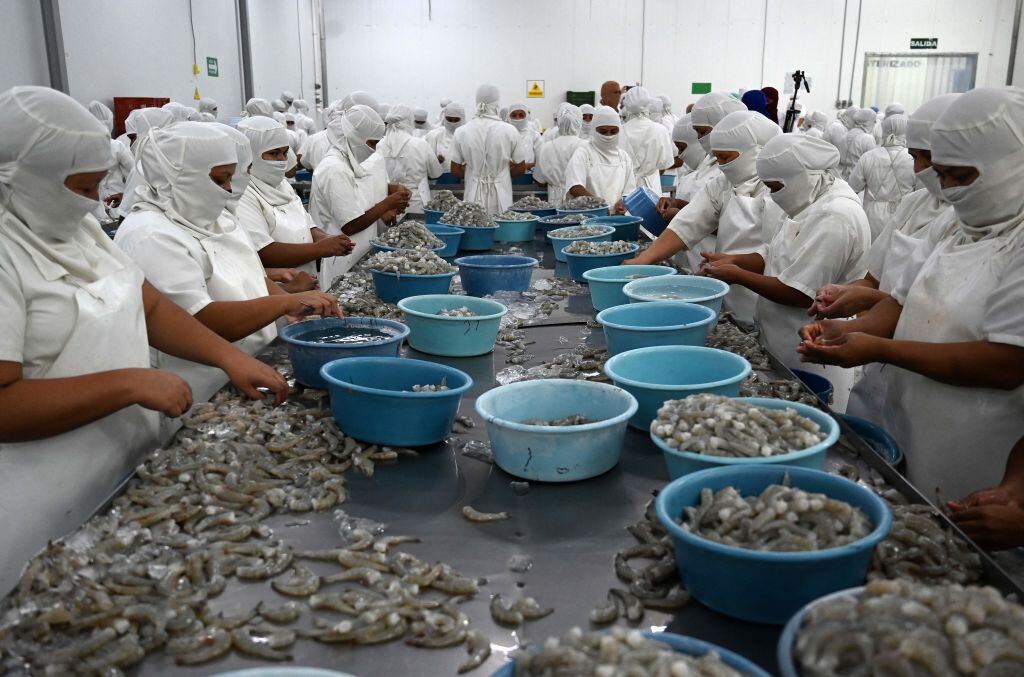 Trabajadores preparan camarones para exportar desde Honduras
