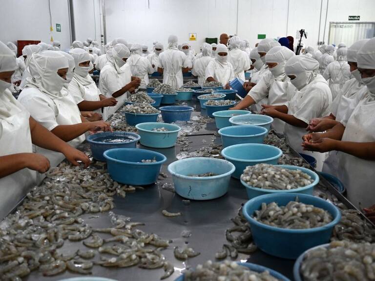 Trabajadores preparan camarones para exportar desde Honduras