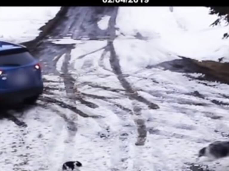 Valiente perrita salva a cachorro de chihuahua de ser atropellado por un auto