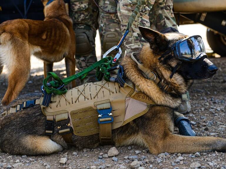“Drako”: el valiente perrito del Ejército que se despedirá con honores en la Parada Militar 2025