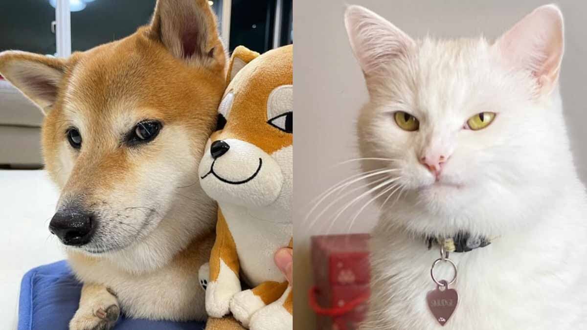 Animales de memes