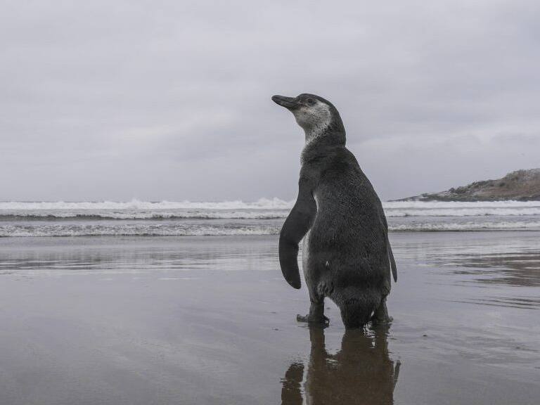 19 DE ENERO DE 2021 / ZAPALLARPersonal de Sernapesca junto a la fundación Ñamku, tras un proceso de rehabilitación a un Pingüino de Humboldt rescatado en el mes de Diciembre, realizan la liberación del individuo en el mismo sector donde fuera rescatado.
FOTO: SANTIAGO MORALES / AGENCIAUNO