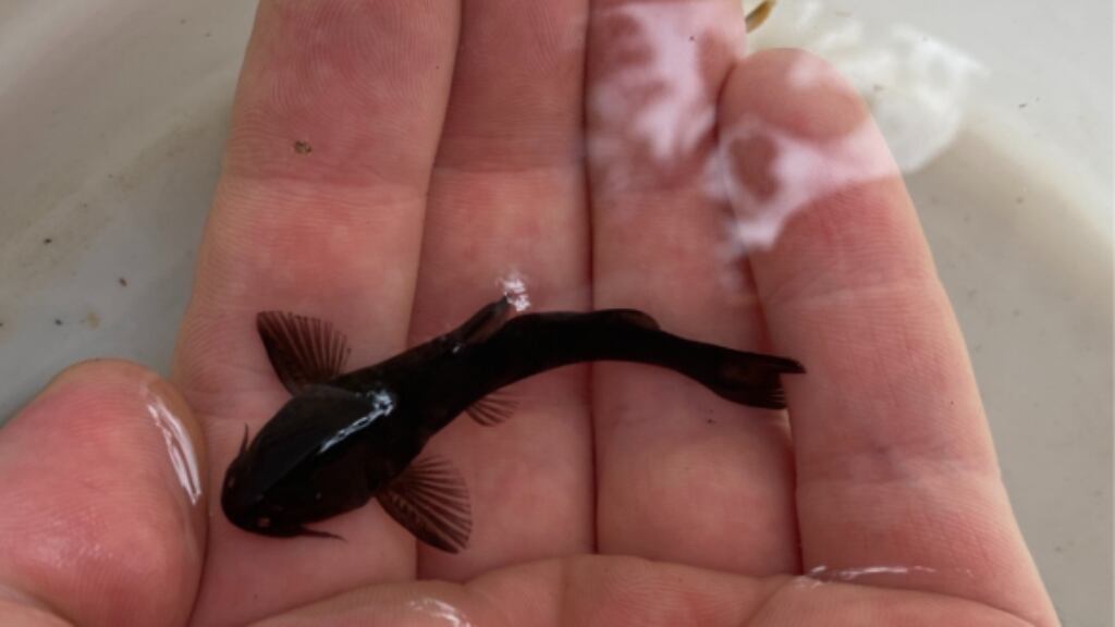 nuevas especie de peces