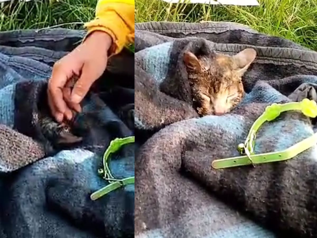 Brigadistas logran rescatar a gato en medio de violento incendio en toma “Dignidad” de La Florida