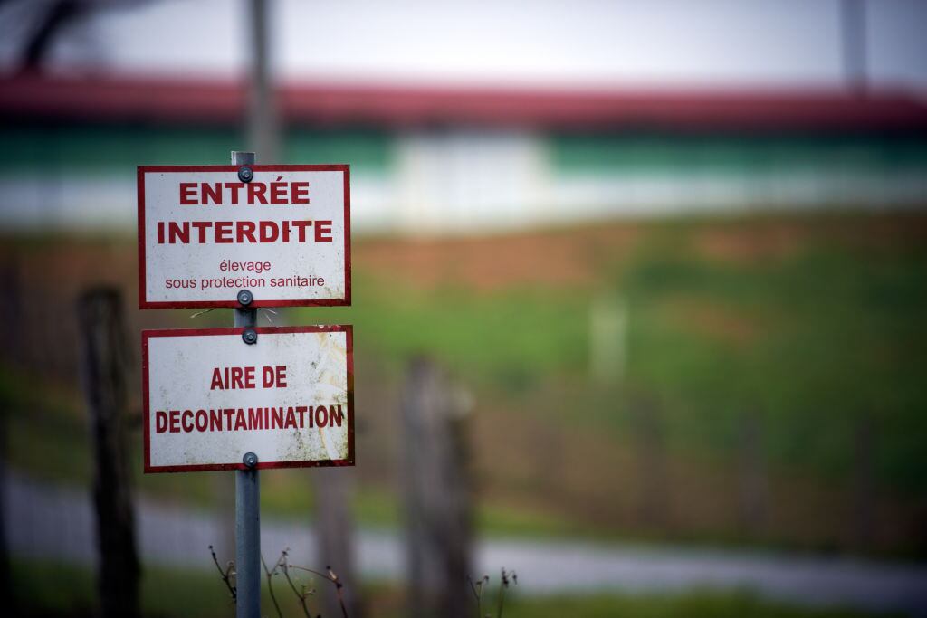 Granja cerrada por un brote de gripe aviar en Francia