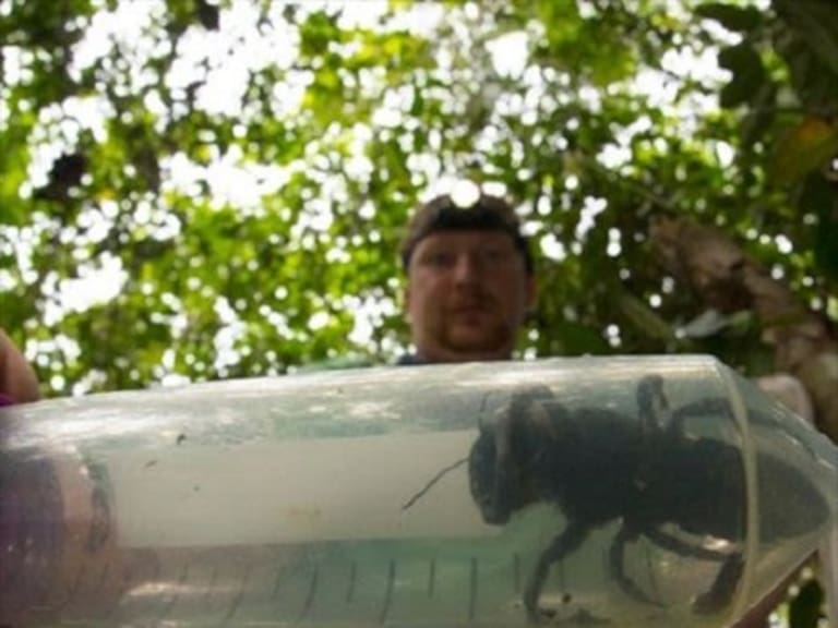 Reaparece la abeja más grande del mundo en Indonesia: se creía extinta hace 38 años