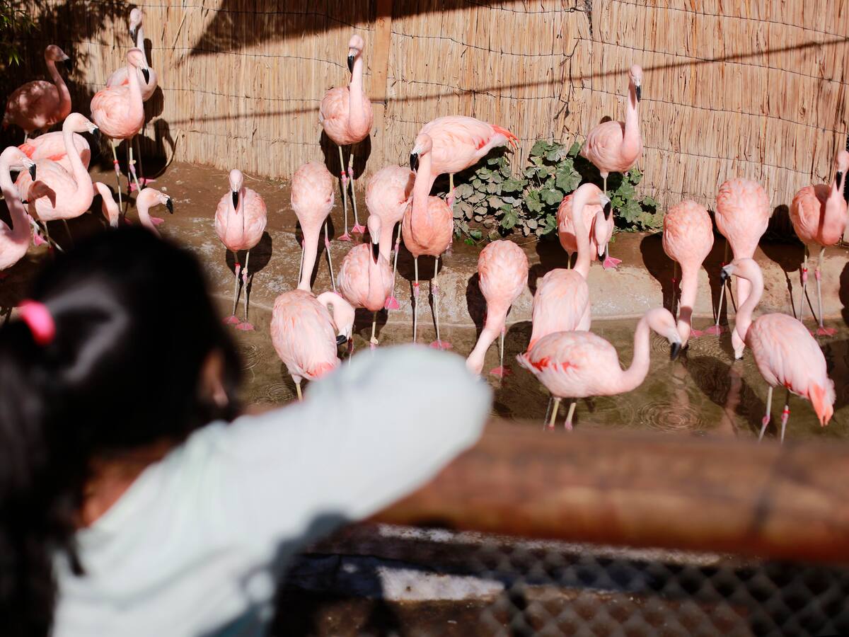 Debido a los trabajos por nuevo teleférico: Zoológico del Parquemet toma drástica decisión y modifica los días de apertura al público