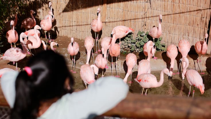 Debido a los trabajos por nuevo teleférico: Zoológico del Parquemet toma drástica decisión y modifica los días de apertura al público
