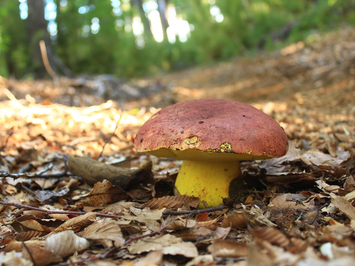 Pesa hasta 5 kilos y no se puede cultivar: el tesoro de Chile que National Geographic busca salvar de la extinción