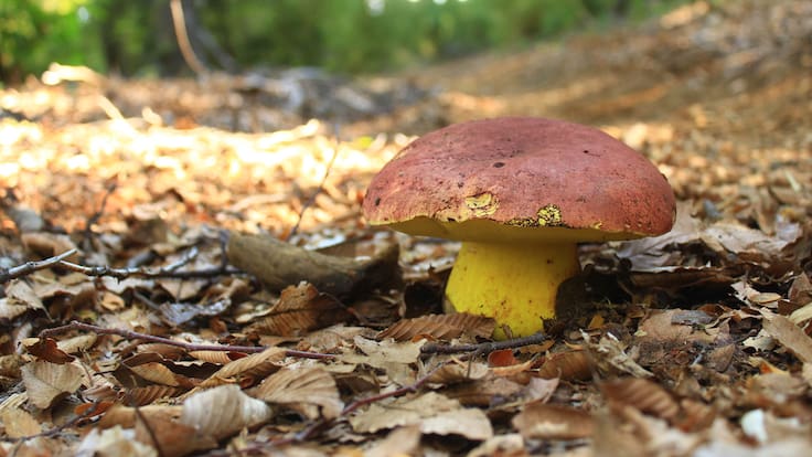 Pesa hasta 5 kilos y no se puede cultivar: el tesoro de Chile que National Geographic busca salvar de la extinción