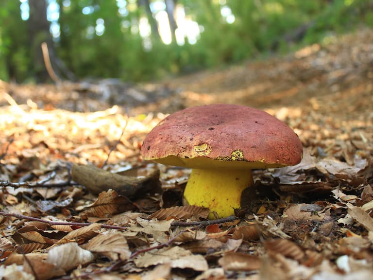 Pesa hasta 5 kilos y no se puede cultivar: el tesoro de Chile que National Geographic busca salvar de la extinción