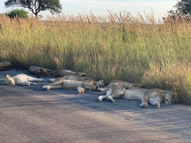 Una manada de leones descansa en una carretera en Sudáfrica