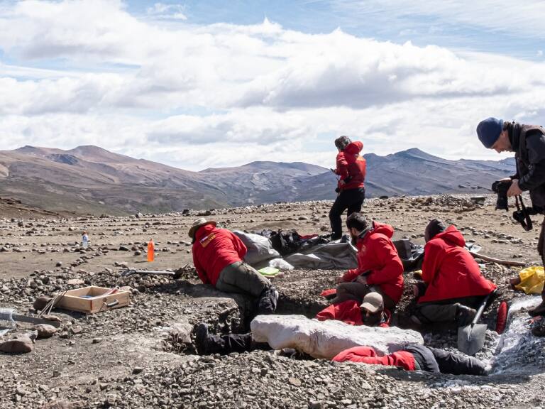 Estudio revela que los megarraptores dominaron la comunidad de dinosaurios carnívoros en la Patagonia Chilena