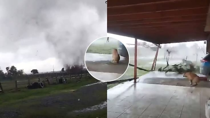 Perrita de 16 años sobrevive tras ser arrastrada cerca de 200 metros por tornado en Chillán Viejo