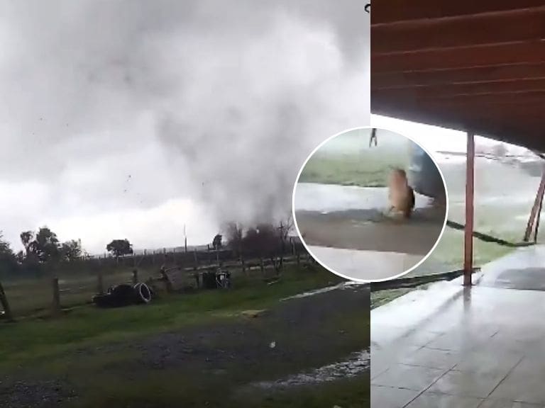 Perrita de 16 años sobrevive tras ser arrastrada cerca de 200 metros por tornado en Chillán Viejo