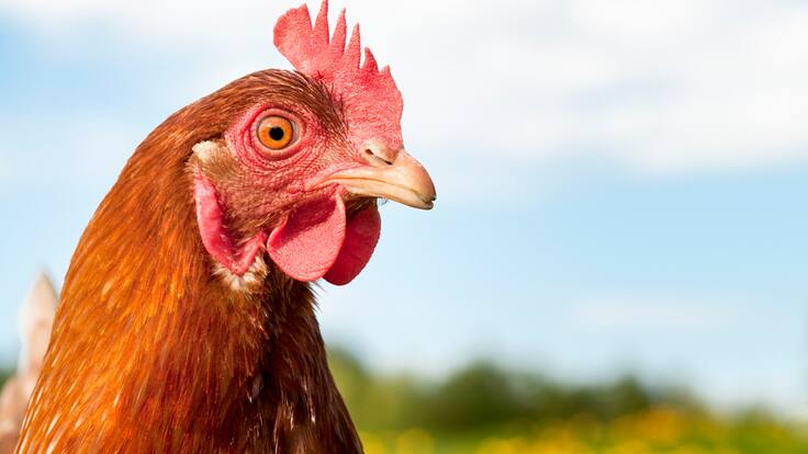 “Se está investigando...”: hombre es arrestado tras ser grabado en acto indecente con una gallina