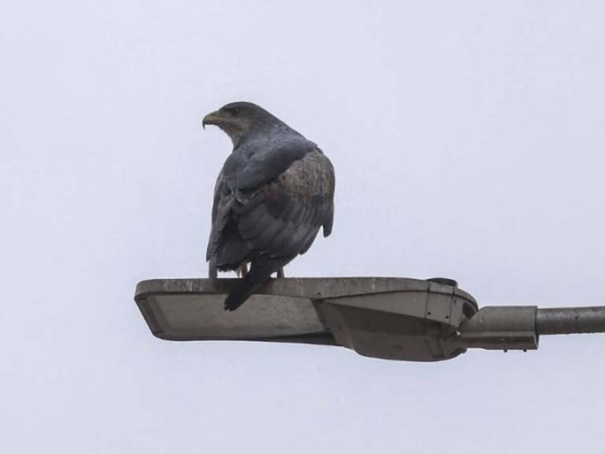 Captan en fotos a un águila sobrevolando Santiago Centro
