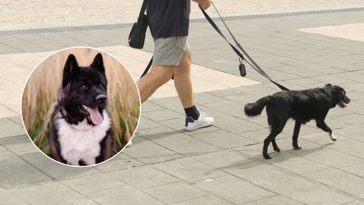 “El perro me atacó y estuvo a punto de matarme”: doctor de Antofagasta, sufrió una grave agresión por perro akita