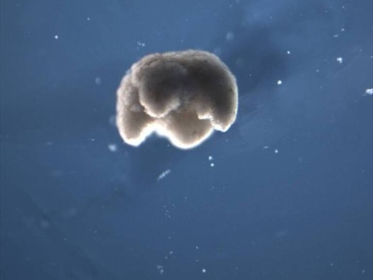 Entre un ser vivo y un robot: Científicos crearon «máquinas vivientes» a partir de células animales