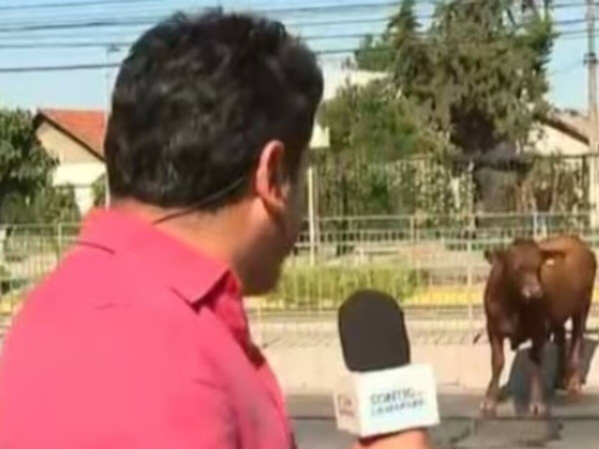 “Qué falta de criterio, qué irresponsables”: Priscilla Vargas crítica fuertemente a Gino Costa luego de ver como persiguía a un novillo asustado