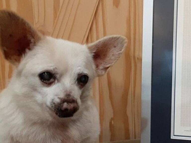Récord Guinness: Spike es el perro más viejo del mundo con 23 años