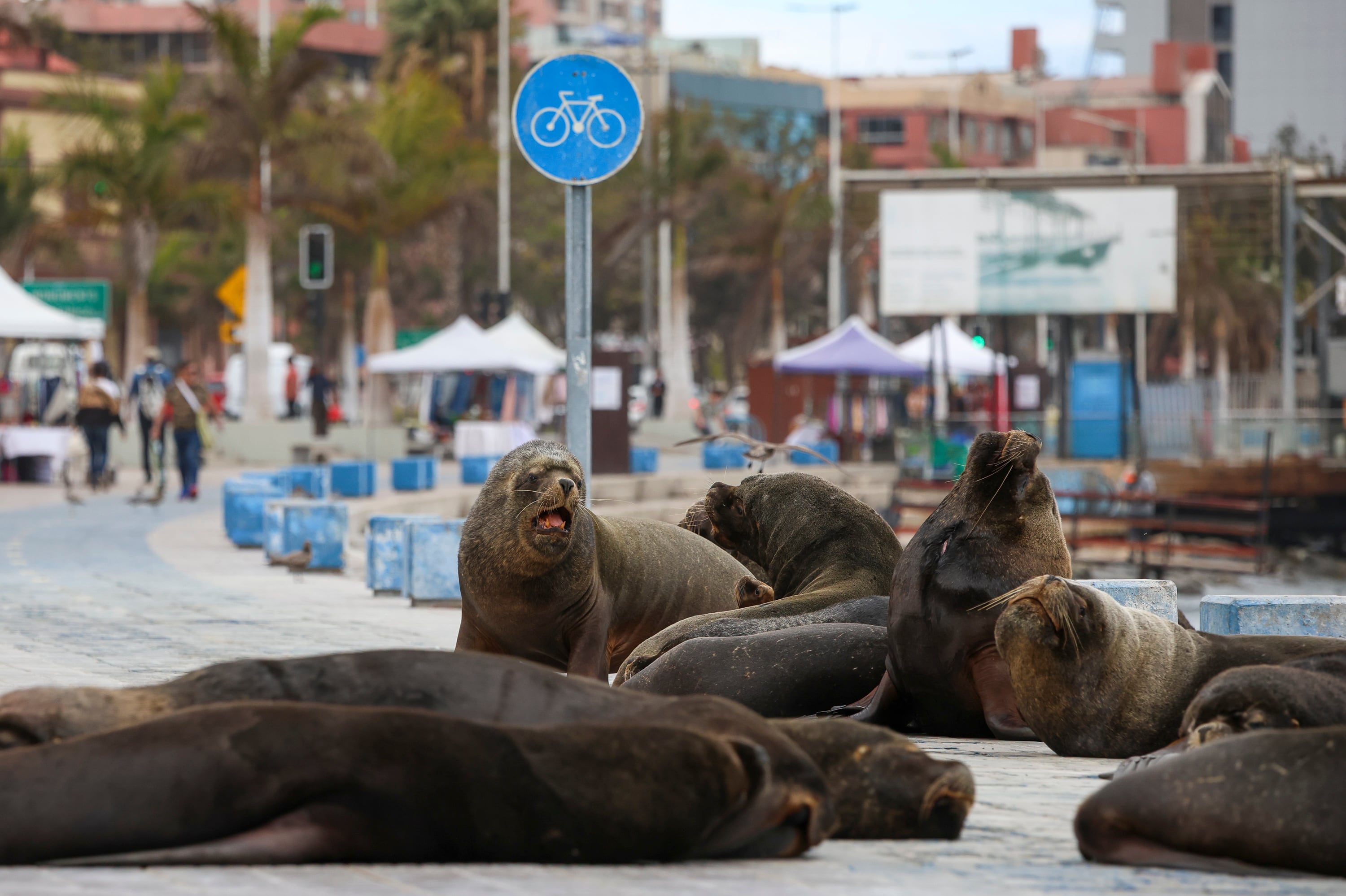 20 DE JULIO DE 2026 / ANTOFAGASTALobos marinos permanecen en el borde costero llamando la atención transeúntes que circulan por el sector.
FOTO: CRISTOFER DEVIA / UNO NOTICIAS
