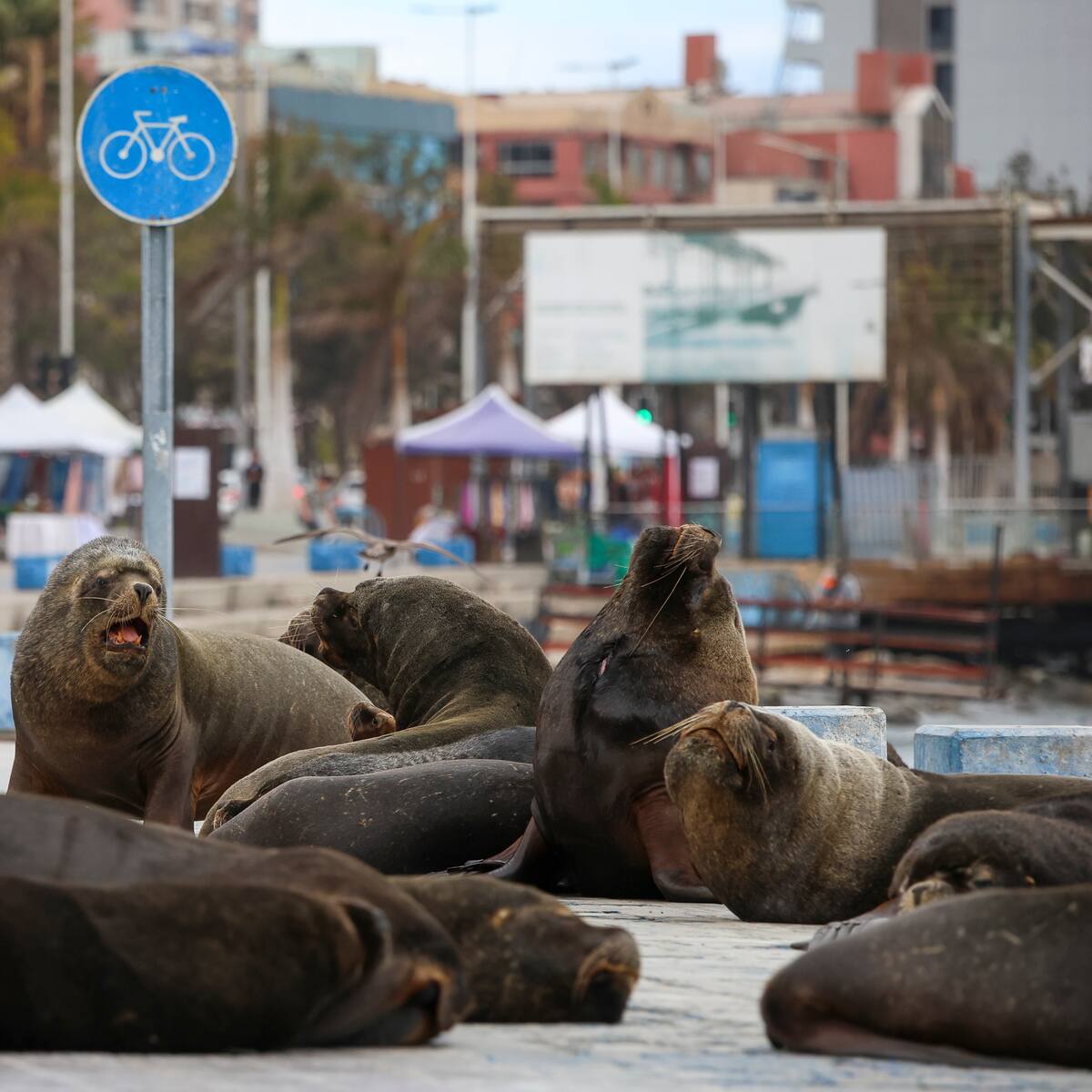 Diputado denuncia ataques contra lobos marinos en Antofagasta y rechaza sacrificio: “Ninguna medida puede quitarles la vida”