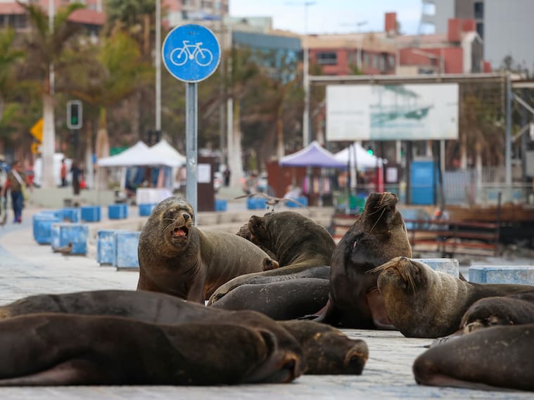 20 DE JULIO DE 2026 / ANTOFAGASTALobos marinos permanecen en el borde costero llamando la atención transeúntes que circulan por el sector.
FOTO: CRISTOFER DEVIA / UNO NOTICIAS